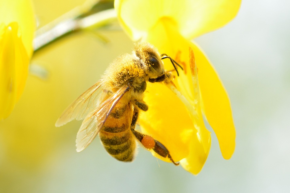 Europa a um passo de proibir pesticidas que prejudicam as abelhas